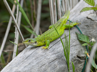 European green lizard