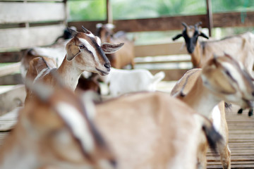 Obraz premium goat at farm