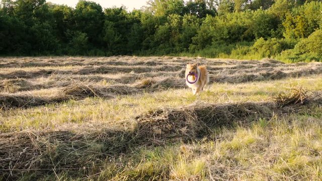 Collie dog running with toy on green field