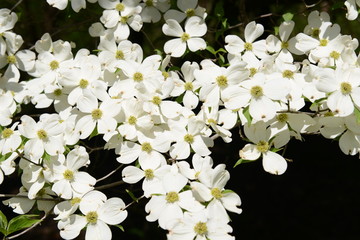 Dogwood
