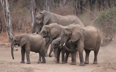 Fototapeta na wymiar Elefanten am Zambesi in Sambia
