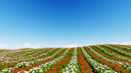 Field Flower on clear blue sky 3D render