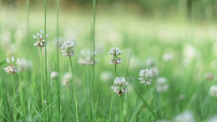 White Grass Flowers 白草花