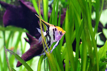 A green beautiful planted tropical freshwater aquarium with Pterophyllums