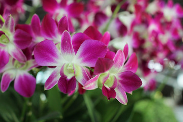 Orchid in tropical garden