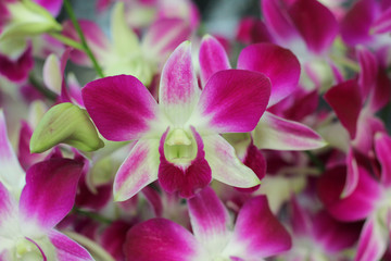 Fototapeta na wymiar Orchid in tropical garden