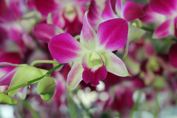 Orchid in tropical garden