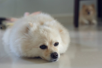 white pomeranian cute dog