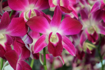 Orchid in tropical garden