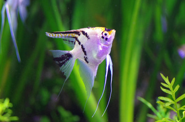 A green beautiful planted tropical freshwater aquarium with Pterophyllums
