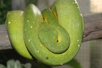 枝に巻きつく緑色のヘビ