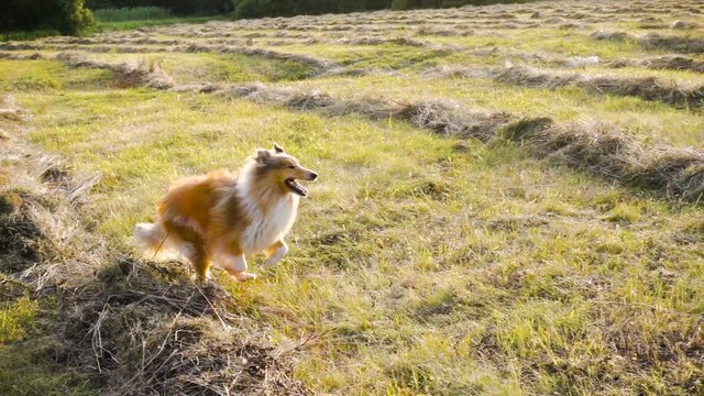 Collie dog running on green field at sunlight