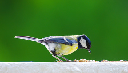 Obraz premium Great tit on balcony with sunflower seeds