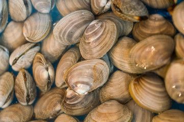 Pile Of Shells