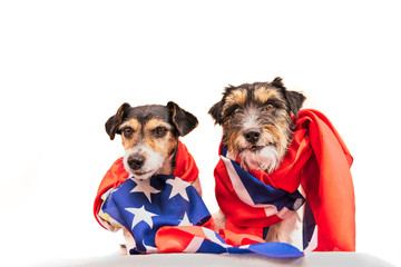Dog wrapped in american flag - jack russell terrier