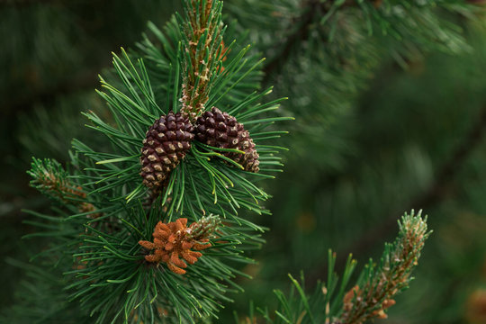Fototapeta Background of Christmas tree branches