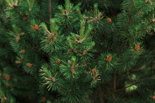 Fototapeta Background of Christmas tree branches