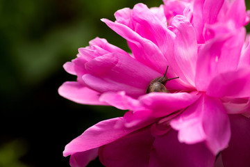 Fototapeta na wymiar A snail crawling on a flower. The snail crawls on the pion.