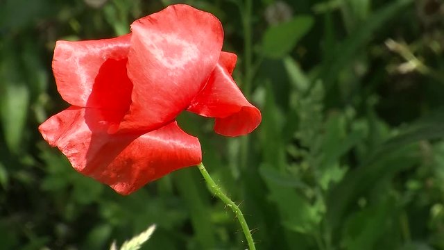 Die hellrote Bl&uuml;te einer Mohnblume schaukelt im Wind