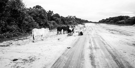 Cows side of the road in Mozambique