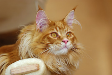 main coon