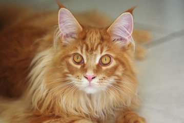 Naklejka premium main coon