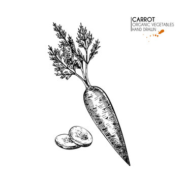 Vector hand drawn set of farm vegetables. Isolated sliced and whole carrot. Engraved art. Organic sketched vegetarian objects.