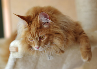 main coon