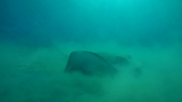 Cowtail stingray hunt in the muddy bottom by raising clouds of turbidity - Abu Dabab, Marsa Alam, Red Sea, Egypt, Africa
