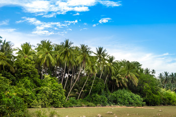 Fototapeta na wymiar palm sky trees landscape green blue