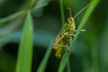 grasshopper on green grass stock