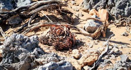 Nerine, Nerinenzwiebel im Hochsommer