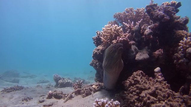 Giant Moray Eel peeking out of a coral reef - Abu Dabab, Marsa Alam, Red Sea, Egypt, Africa

