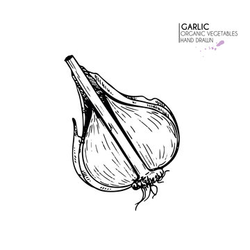 Vector hand drawn set of farm vegetables. Isolated half garlic. Engraved art. Organic sketched vegetarian objects.