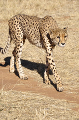 Rund 300 Leoparden leben noch in Namibia. Around 300 jeetahs are Namibia left.