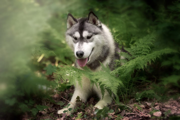 a husky look at me