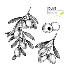 Vector set of hair care ingredients. Organic hand drawn elements. Farm market vegetables. Olive branch.