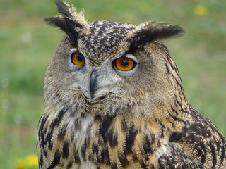 Hibou Grand Duc