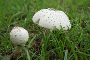 White mushroom in forest