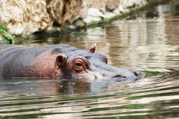 A submarine hippopotamus