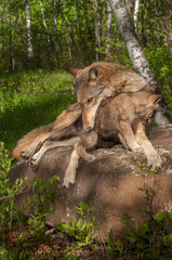 Grey Wolf (Canis lupus) Holds on to Pup