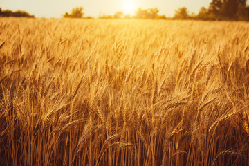 Gold Wheat Field. Beautiful Nature Sunset Landscape. Background of ripening ears of meadow wheat field.