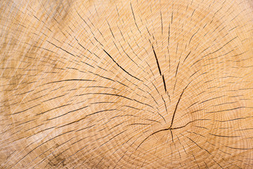 Holz, Baumschnitt Jahresringe als Hintergrund