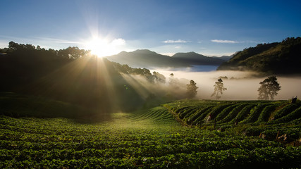 Sunrise in strawberry fields at doi angkhang mountain, chiangmai,  thailand