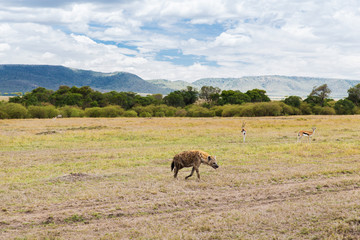 hyena and thomsons gazelles in savannah at africa