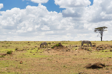 herd of zebras grazing in savannah at africa