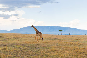 Naklejka na ściany i meble giraffe in savannah at africa