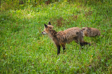 Red Fox Vixen (Vulpes vulpes) Walks Left