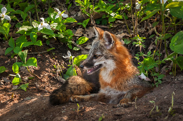 Naklejka na ściany i meble Grey Fox (Urocyon cinereoargenteus) Vixen Sits Up in Den