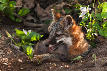 Grey Fox (Urocyon cinereoargenteus) and Kit Comfy at Den